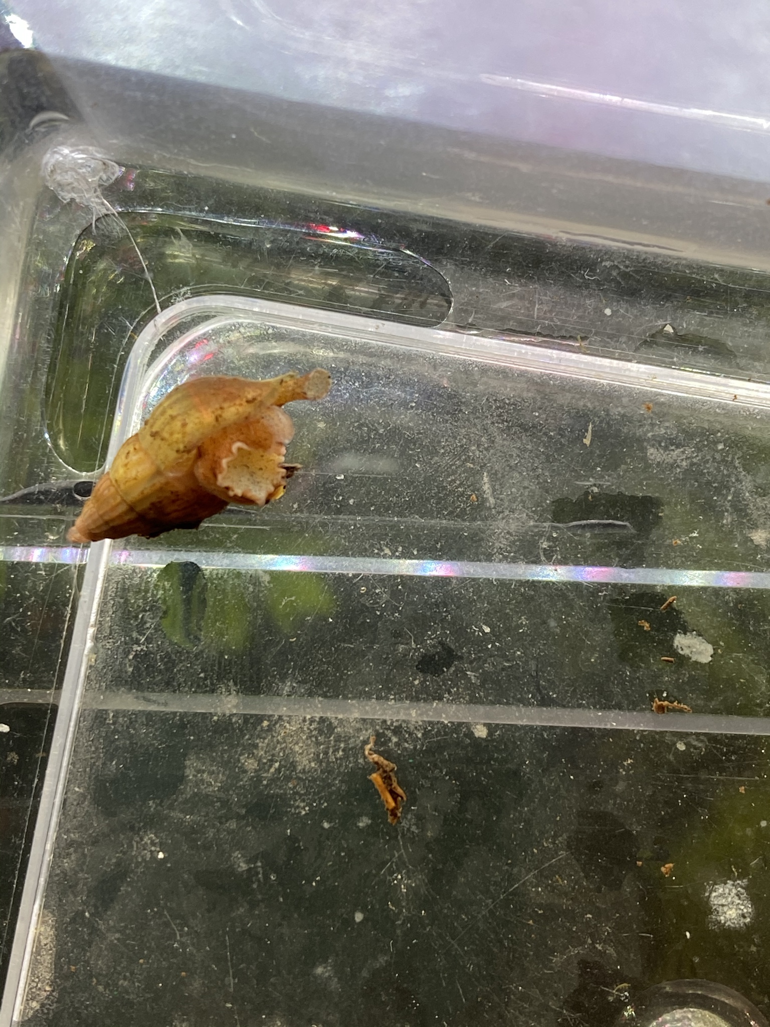 gambling online sportsbook